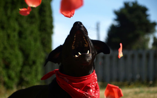 Illustration for article titled Shooting Challenge Pets Gallery 5
